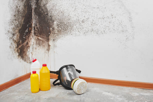 Best Toxic Mold Removal  in Morrow, OH