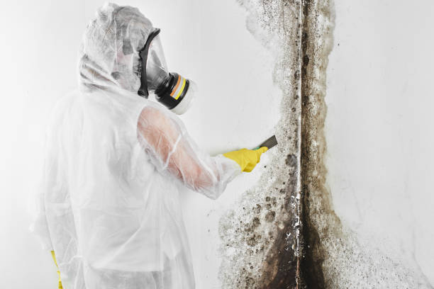Best Home Mold Removal  in Morrow, OH