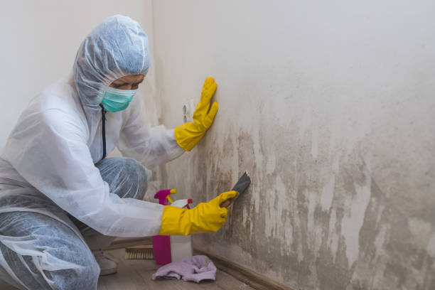 Best Mold Damage Repair  in Morrow, OH