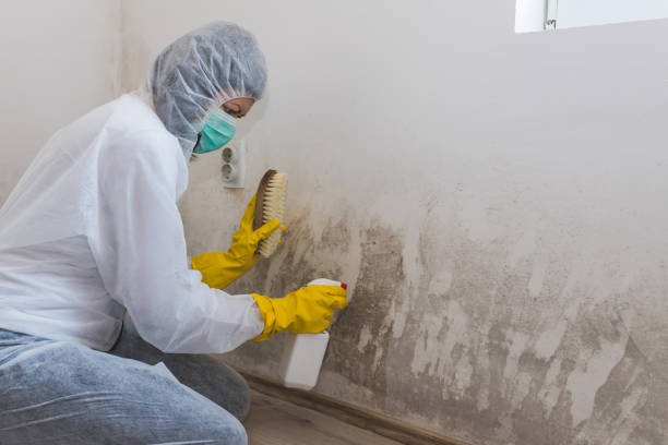 Professional Mold Removal in Morrow, OH