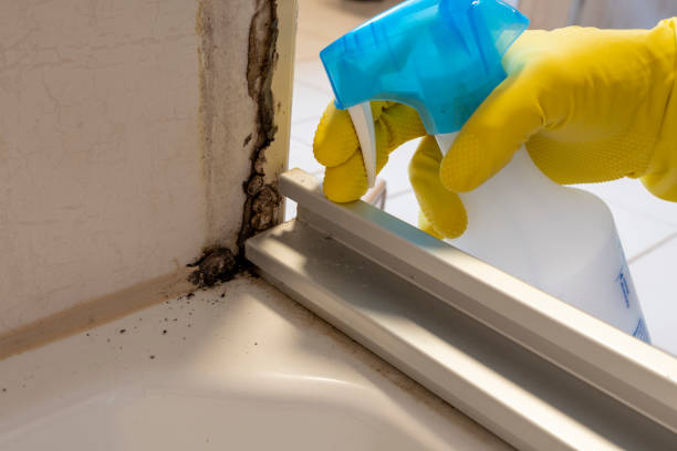 Best Mold Removal Company Near Me  in Morrow, OH