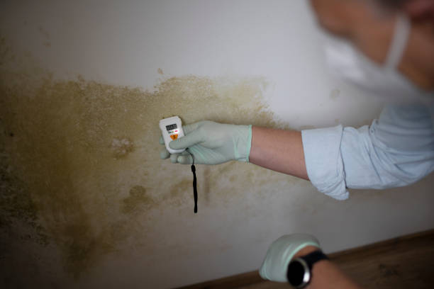 Best Black Mold Removal  in Morrow, OH