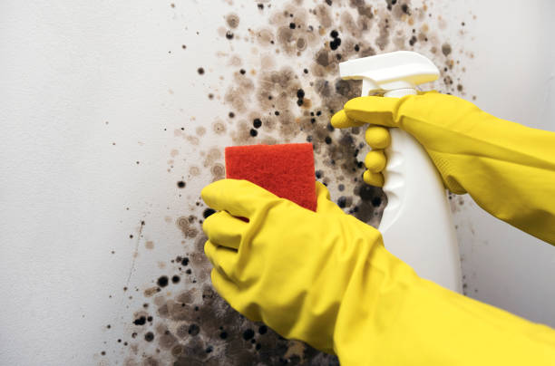 Best Fast Mold Removal  in Morrow, OH