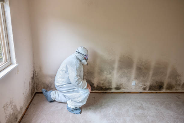 Best Mold Remediation Services  in Morrow, OH