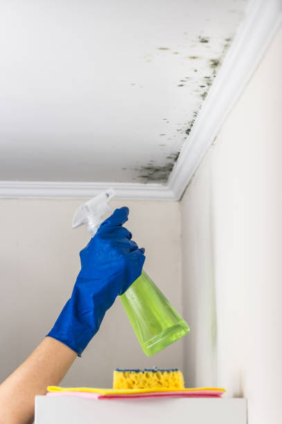 Best Mold Cleaning Services  in Morrow, OH